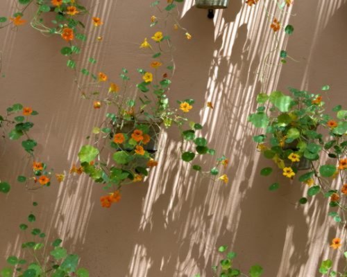 Café Majorelle