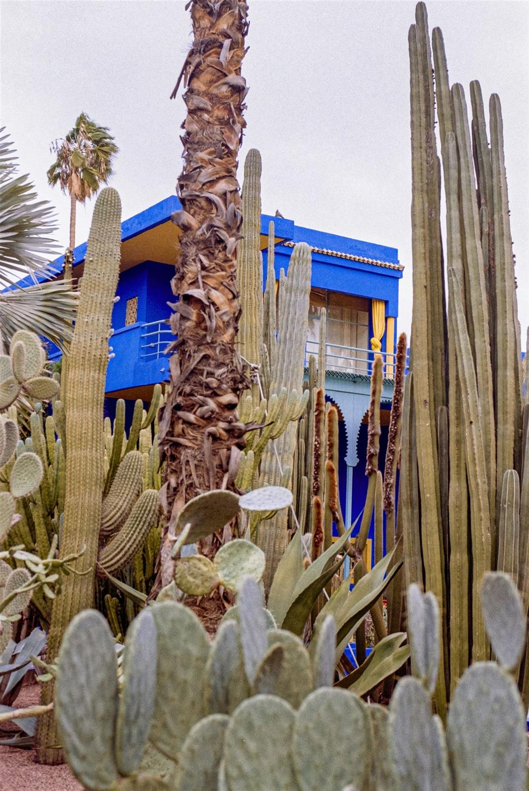 Jardin Majorelle