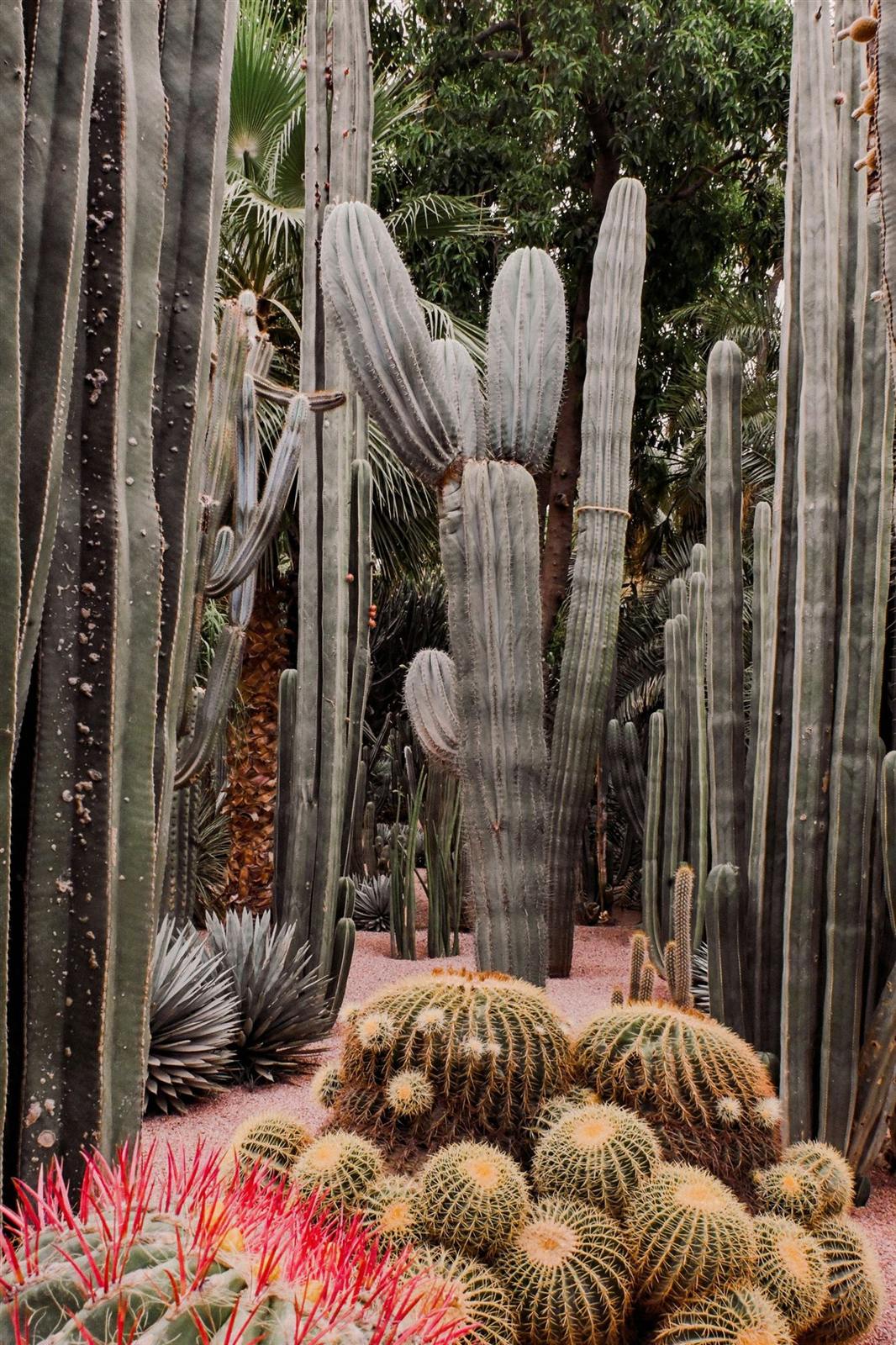 Jardin Majorelle